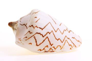 Obraz na płótnie Canvas Isolated seashel on white background