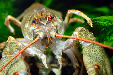 closeup river cancer muzzle