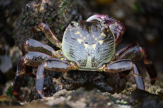 Close-up (macro) of a crab on a rock