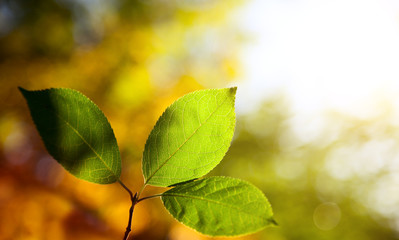 green leaves in autumn forest