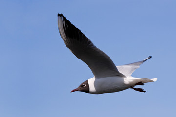 Seagull in flight