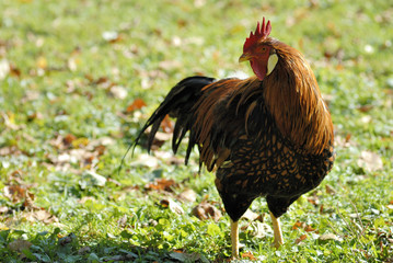 Hahn auf der Wiese 2