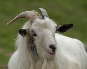 Ziegenbock - Portrait 3