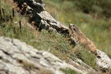 Marmotte