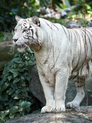 Fototapeta premium White tiger looking left - close up