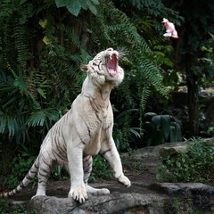 Fototapeta premium White tiger catching meat on the fly