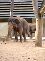 Elephant kicking nothing