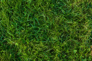 Green grass background