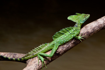 Fototapeta premium Jesus crist lizard sitting on a branch
