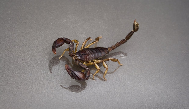 Scorpion on a black background