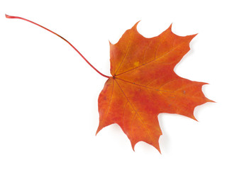 autumnal maple leaf