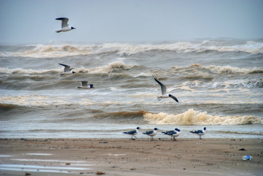 South Padre Island Beach, Texas