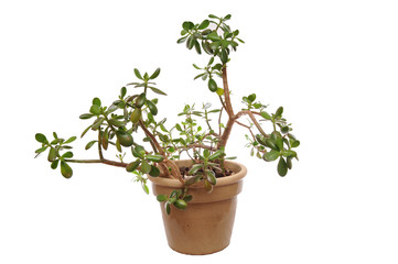 Green Jade plant in pot