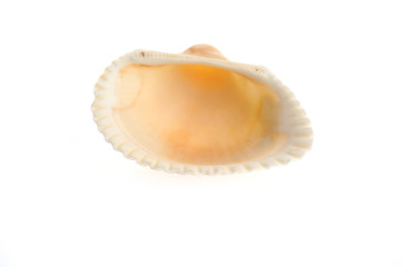 sea shell close up isolated on white