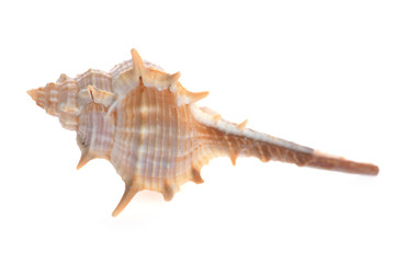 Obraz na płótnie Canvas sea shell close up isolated on white