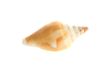 sea shell close up isolated on white