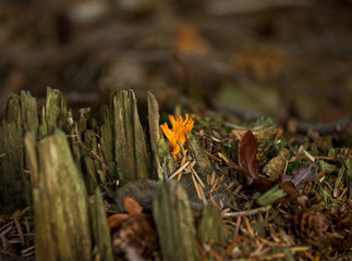 Yellow Stagshorn fungus