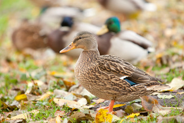 duck