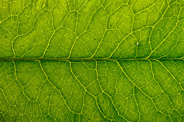 closeup plant texture background