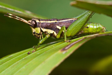 closeup of a grasshopper on leaf