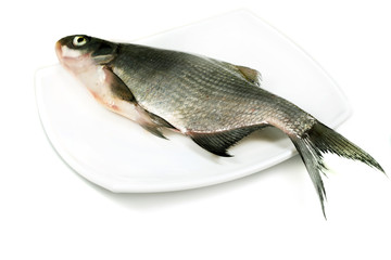 River fish bream