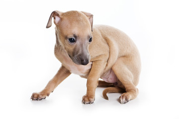 Italian Greyhound puppy on white background