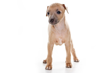 Italian Greyhound puppy on white background