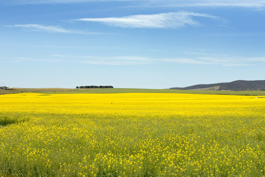 Canola Field