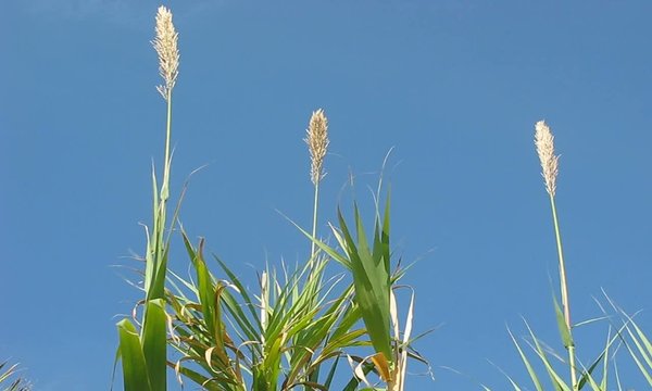 CA&Ntilde;IZAL