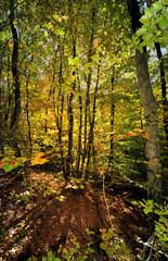 Fototapeta premium foret d'automne