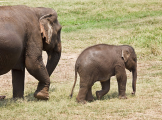 Naklejka na ściany i meble Baby and mother elephant.