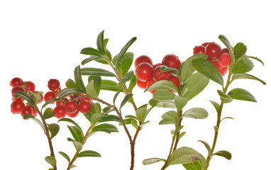cowberries branches on white