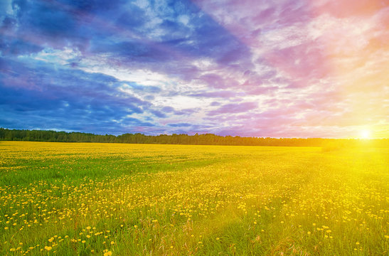 dandelion field under sunset light