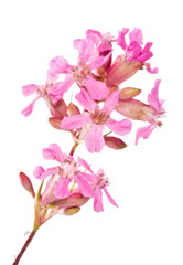 Fototapeta na wymiar pink color flower branch