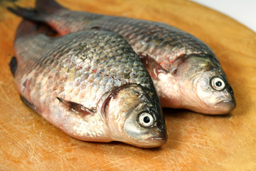 River fish  crucian ( carp )