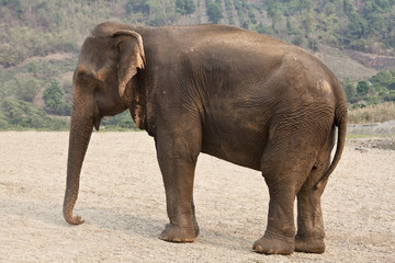 Fototapeta na wymiar Profile adult elephant.