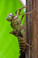 closeup of a dead grasshopper