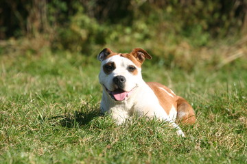 chien american staffordshire terrier allong&eacute; de face