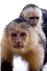 Capuchin monkey with youngster on her back