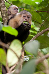 Capuchin monkey with young in a tree