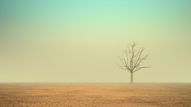 A lonely dead tree in a desert