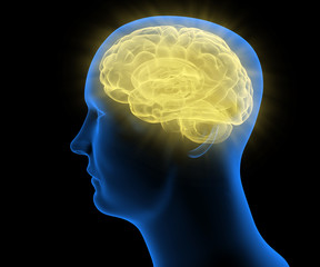 Obraz premium Stylized Medical illustration of a humand head