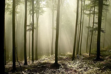 Schilderijen op glas Sunlight falls into the autumnal beech woods in the fog © Aniszewski