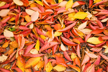 Background of fallen leaves - Cherry tree