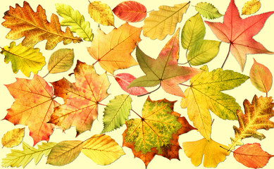 Background with different leaves