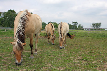 Norwegian Fjord Horse Three Showing Mane