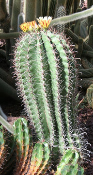 Famila de los Cactus
