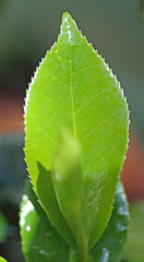 feuille cam&eacute;lia