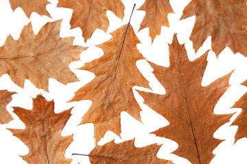 Oak leaves background