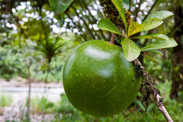 Green fruit hanging in a tree